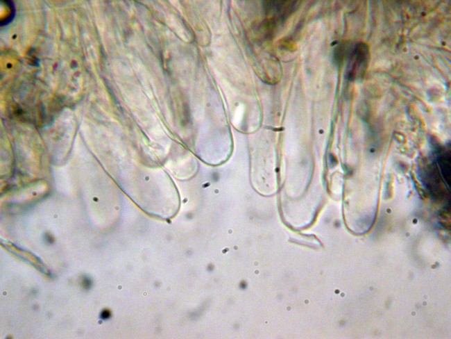 Pluteus secc. Hispidoderma (cfr. P. semibulbosus)